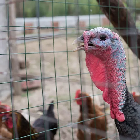 La Mortella 5* Albanella