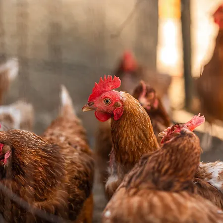 La Mortella ベッド・アンド・ブレックファスト Albanella